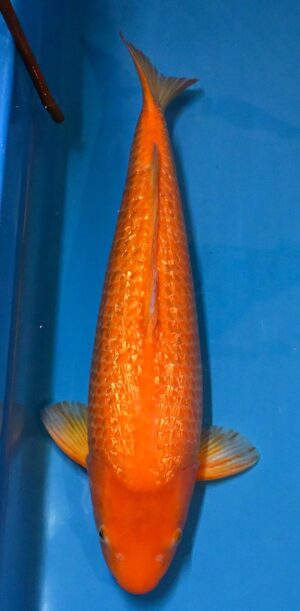 GR Red Karashi Sansai 65cm weibl. Marusai