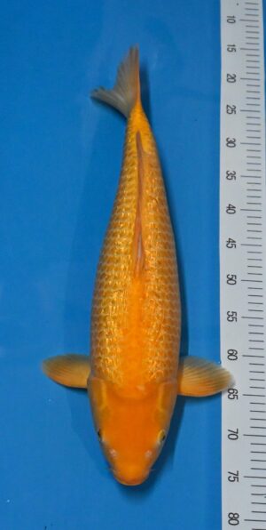 Golden Corn Karashi 60cm weibl. Marusai Sansai reserviert