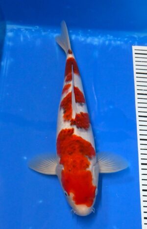 Goromo 40-45cm Nisai Sakazume