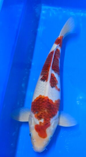 Goromo 42-45 cm Sakazume Nisai weibl.