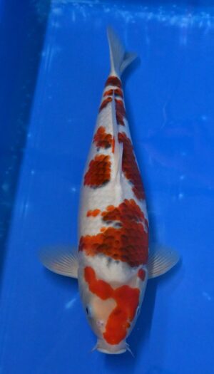 Goromo 42 -45cm Sakazume Nisai weibl.