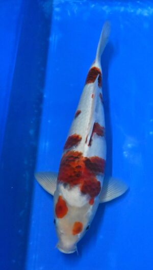 Goromo 42-45cm Sakazume Nisai weibl.