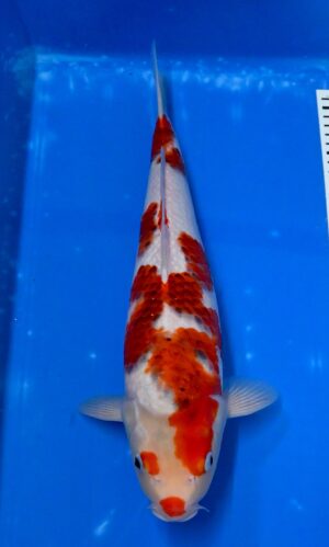 Goromo 43-45cm Sakazume Nisai weibl.