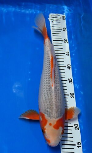 HQ Asagi 41cm Nisai weibl. Aoki M.reserviert