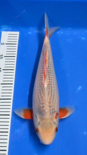 HQ Asagi 41cm Nisai weibl.Aoki M.