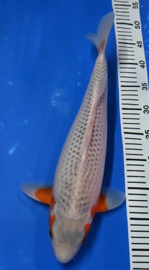 HQ Asagi Nisai 42cm Aoki M. weibl.