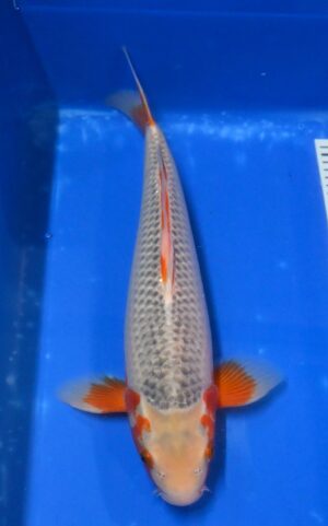 HQ Asagi Nisai 43 cm weibl. Aoki M.