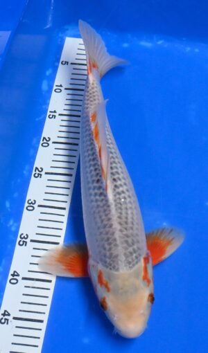 HQ Asagi Nisai 45cm weibl. Aoki M.