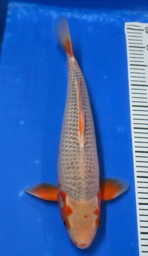 HQ Asagi Nisai weibl. 43cm Aoki M.