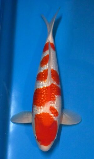 HQ GR Kohaku Nisai 47-50cm weibl. Genjiro reserviert