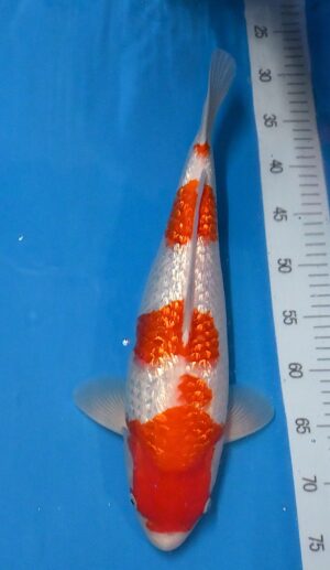 HQ GR Kohaku Nisai 47-50cm weibl. Genjiro