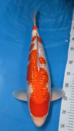 HQ GR Kohaku Nisai 48 cm weibl. Genjiro