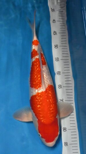 HQ GR Kohaku Nisai 48cm weibl. Genjiro