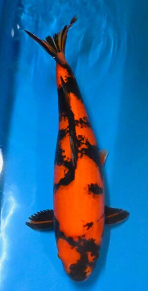 Hi Utsuri 58cm Sansai weibl. Maruhiro reserviert