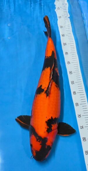 Hi Utsuri 62cm Sansai weibl.Marusai