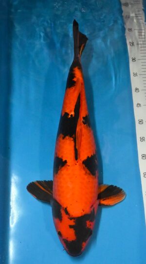 Hi Utsuri Sansai 61-65cm Marusai weibl.