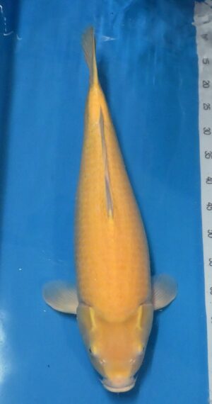 Karashigoi 62cm Sasai weibl. Maruhiro 1290.-