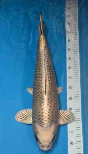 Kin Kabuto 62cm Sansai weibl. Marusai reserviert