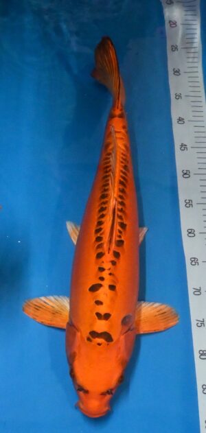 Mizuho Ogon Sansai 60-65cm weibl. Marusai