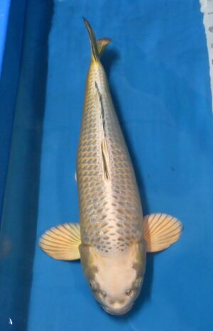 Mukashi 62cm weibl. Sansai Marusai