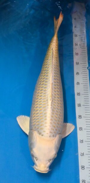 Mukashi 67cm weibl. Sansai Marudo