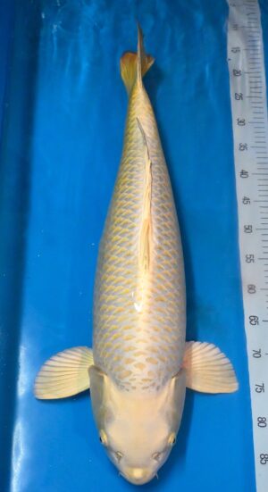 Mukashi 72cm Sansai weibl. Marudo