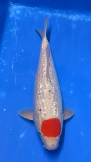 Nisai GR Tancho Goshiki 41-45cm Kaneko weibl. reserviert