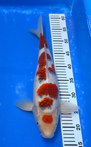 Nisai Maruten Goromo 43-45cm weibl. Sakazume