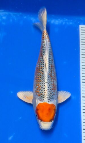 Nisai Maruten Kujaku 40-45cm Kaneko