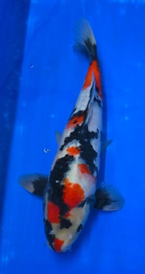 Nisai Showa 42-45cm Takatatzu