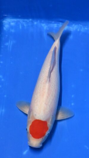 Nisai Tancho 40-45cm Kaneko