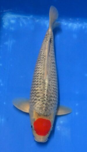 Nisai Tancho Goshiki 38-40cm Kaneko