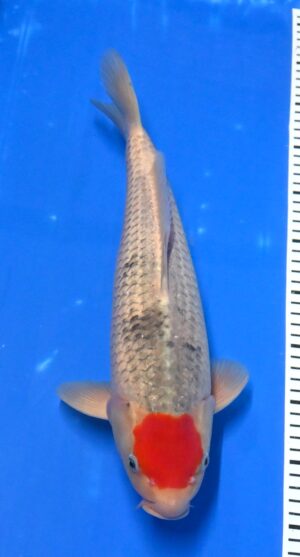 Nisai Tancho Goshiki 40-45cm Kaneko