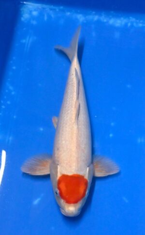 Nisai Tancho Sakura 38-40cm Kaneko reserviert