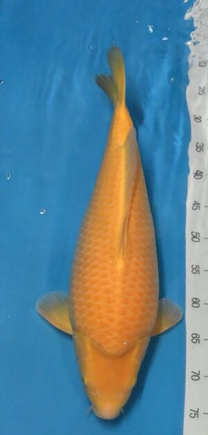 Short Body Karashigoi 52-55 cm Nisai weibl. Yagenji