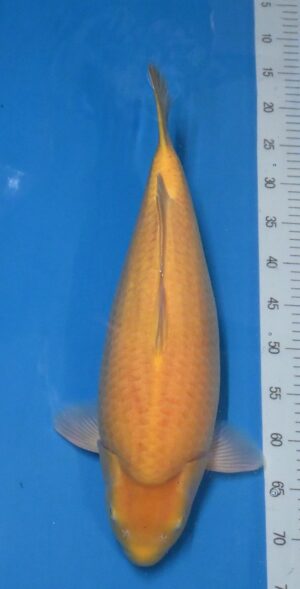 Short Body Karashigoi 52-55cm weibl.Nisai Yagenji reserviert