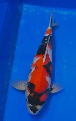 Showa 45cm Takatatzu Nisai reserviert