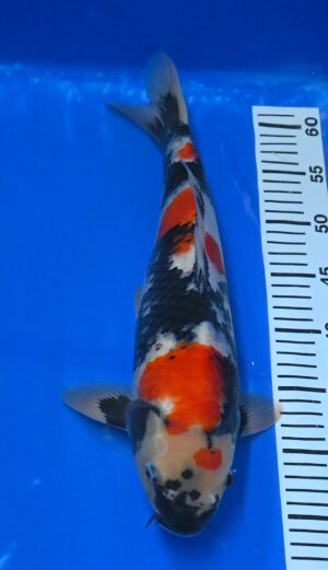 Showa Nisai 41-45cm Takatatzu