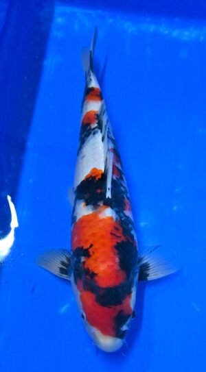 Showa Nisai 42-45cm Takatatzu