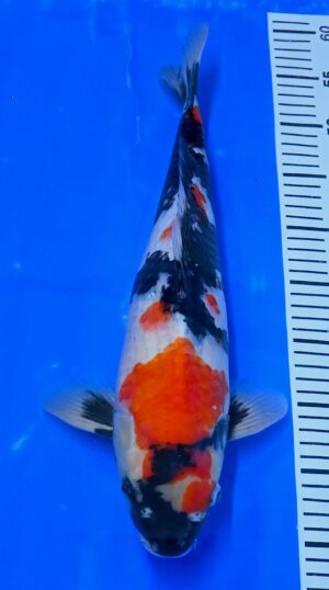 Showa Nisai 43-45cm Takatatzu reserviert