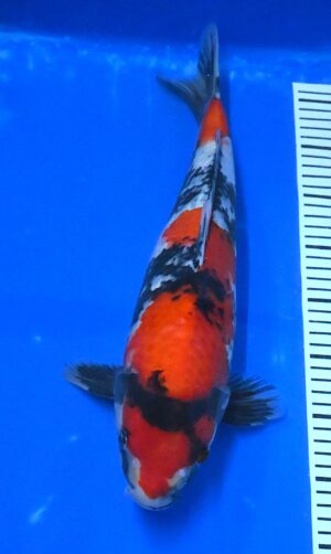 Showa Nisai 43-45cm Takatatzu reserviert