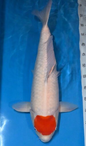 Tancho 60-65cm Sansai weibl. Maruhiro reserviert