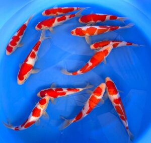 HQ Jumbo Tosai Kohaku 27-34cm von Marudo