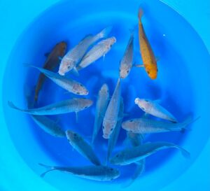 HQ Tosai Soragoi 22-25cm Handpick von Ikarashi T.