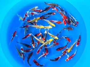 Aoki HQ Tosai-Mix Handpick 15-17cm