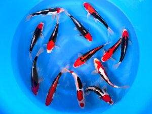 VHQ Tosai Beni Kumonryu 25-28cm von Kawakami Handpik