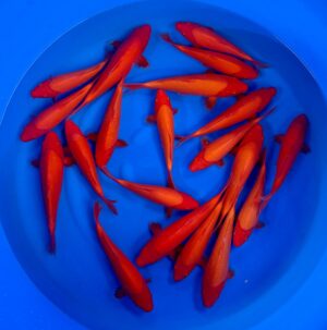 HQ Tosai Benigoi Dainichi BL. 25-30cm von Ikarashi T.