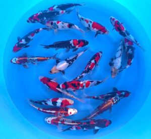 HQ Tosai Mix 22-25cm von Miyatora Handpick