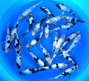 HQ Tosai Shiro Utsuri 22-25cm von Hoshikin