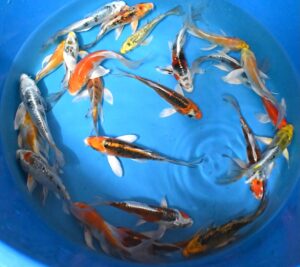 Tosai Butterfly 12-18cm von Yamazaki